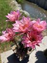 Echinopsis morgenrot